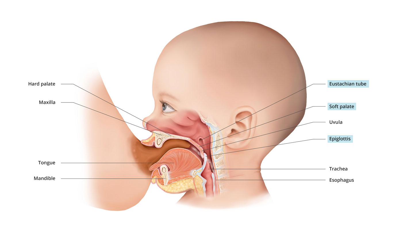Image 1: Optimized positioning for breastfeeding (can nose breathe and swallow at the same time)